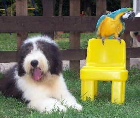 Dolce and the parrot
