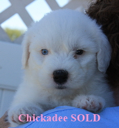 Friendly Chaucer Puppies 8 4 08 326